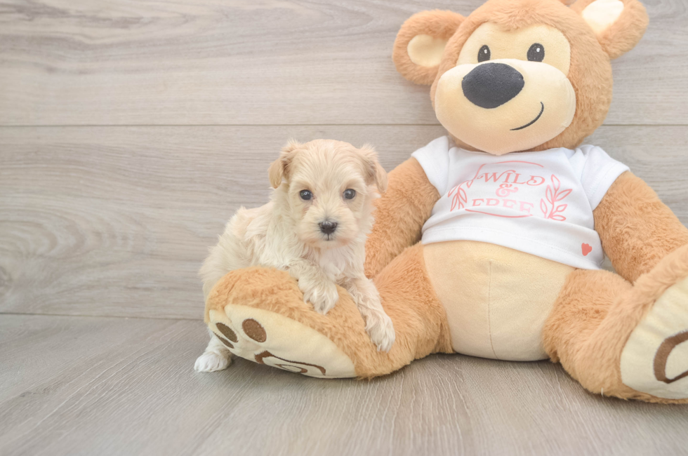 5 week old Maltipoo Puppy For Sale - Lone Star Pups