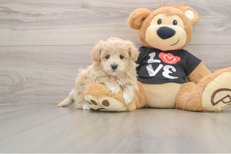 Maltipoo Pup Being Cute