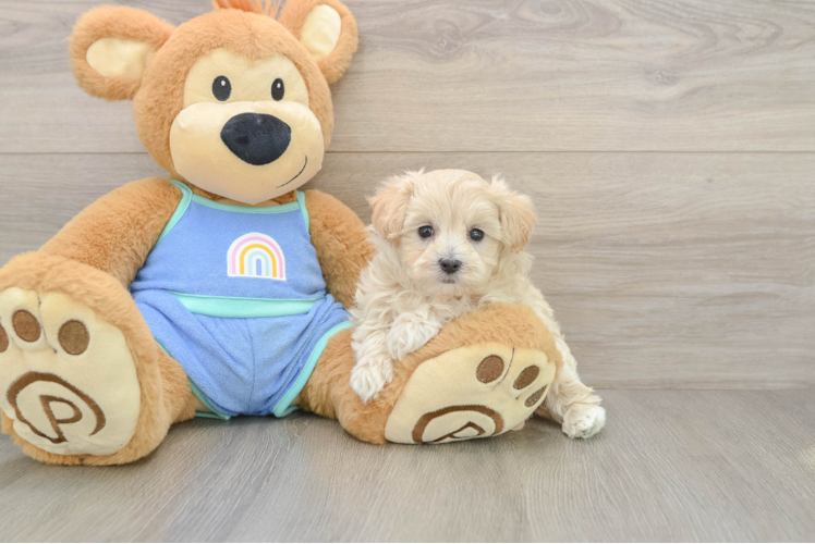 Fluffy Maltipoo Poodle Mix Pup