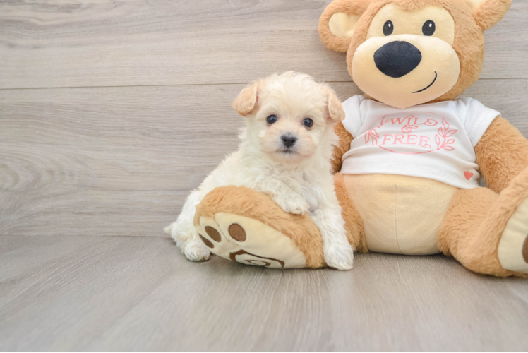 Maltipoo Pup Being Cute