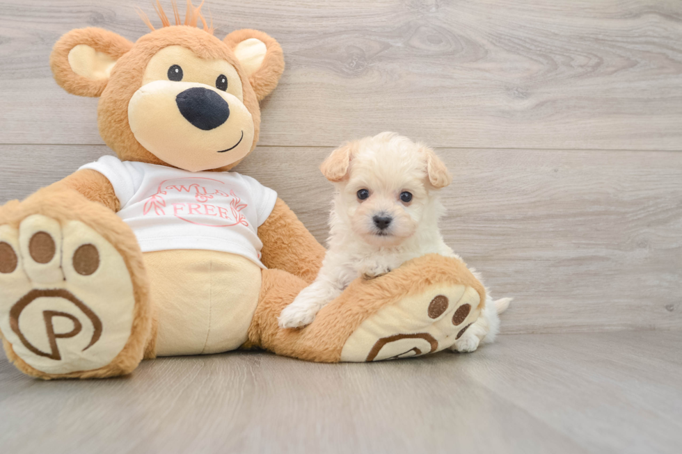 Best Maltipoo Baby
