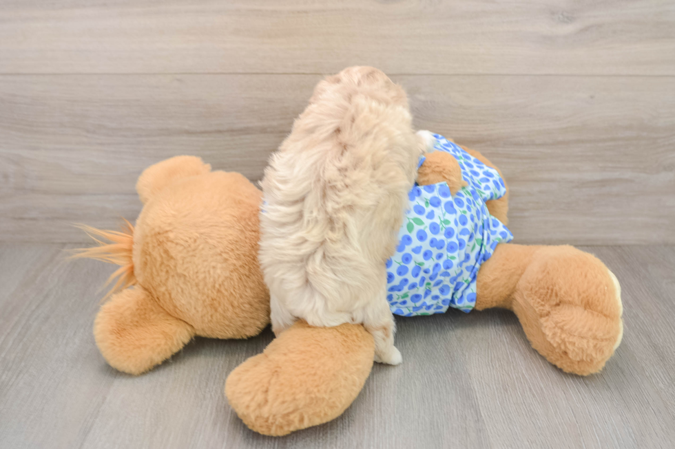 Best Maltipoo Baby