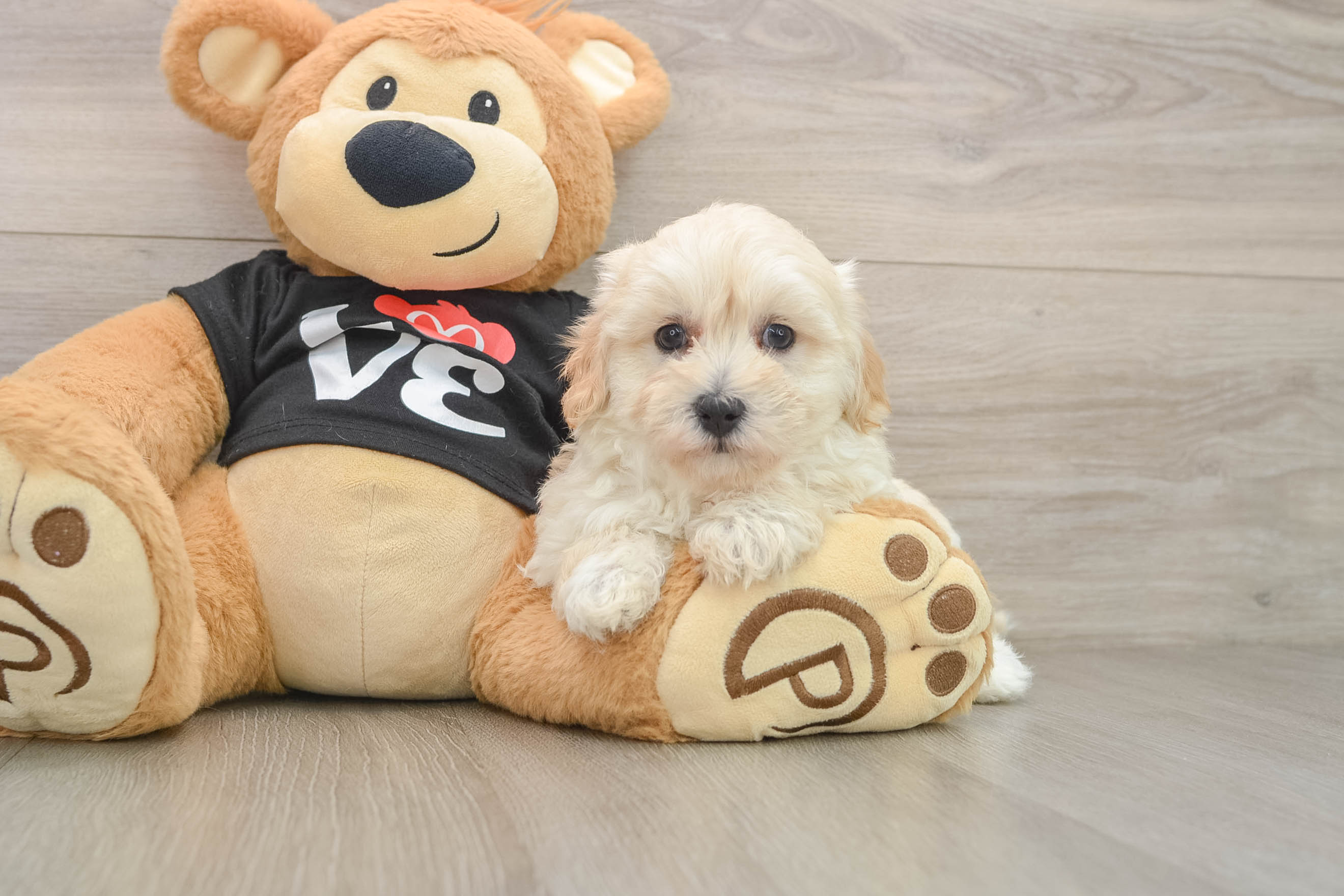 Happy Maltipoo Baby