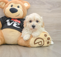 8 week old Maltipoo Puppy For Sale - Lone Star Pups