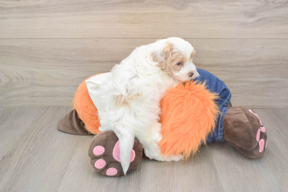 Best Maltipoo Baby
