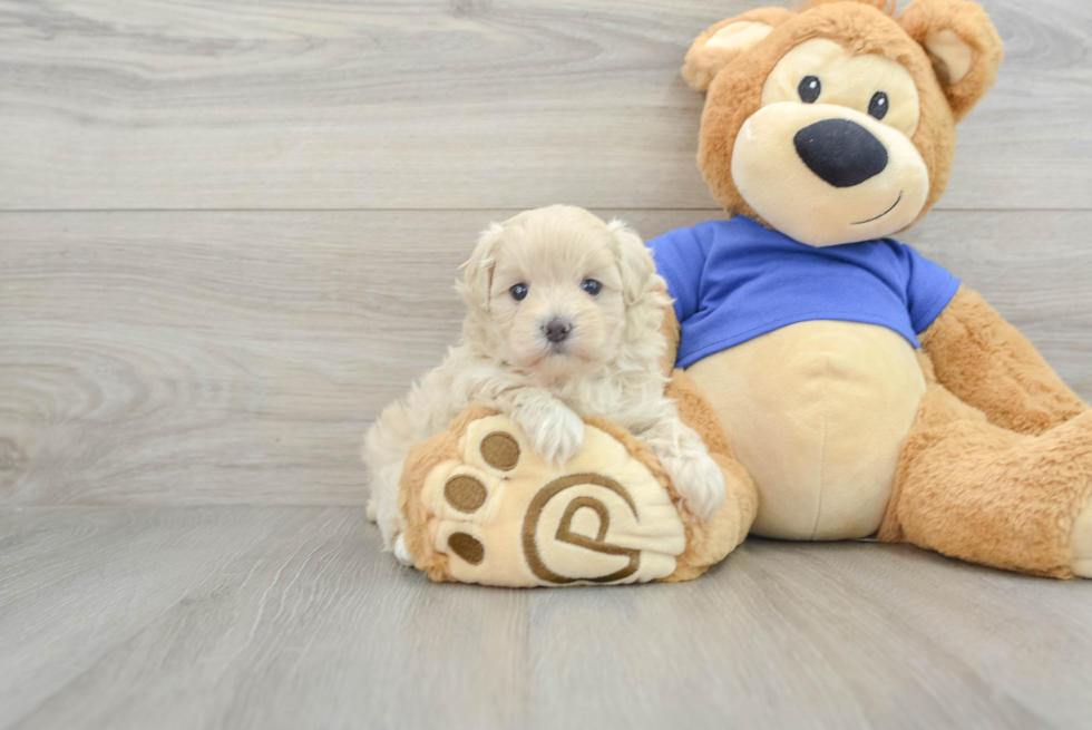 Adorable Maltese Poodle Poodle Mix Puppy