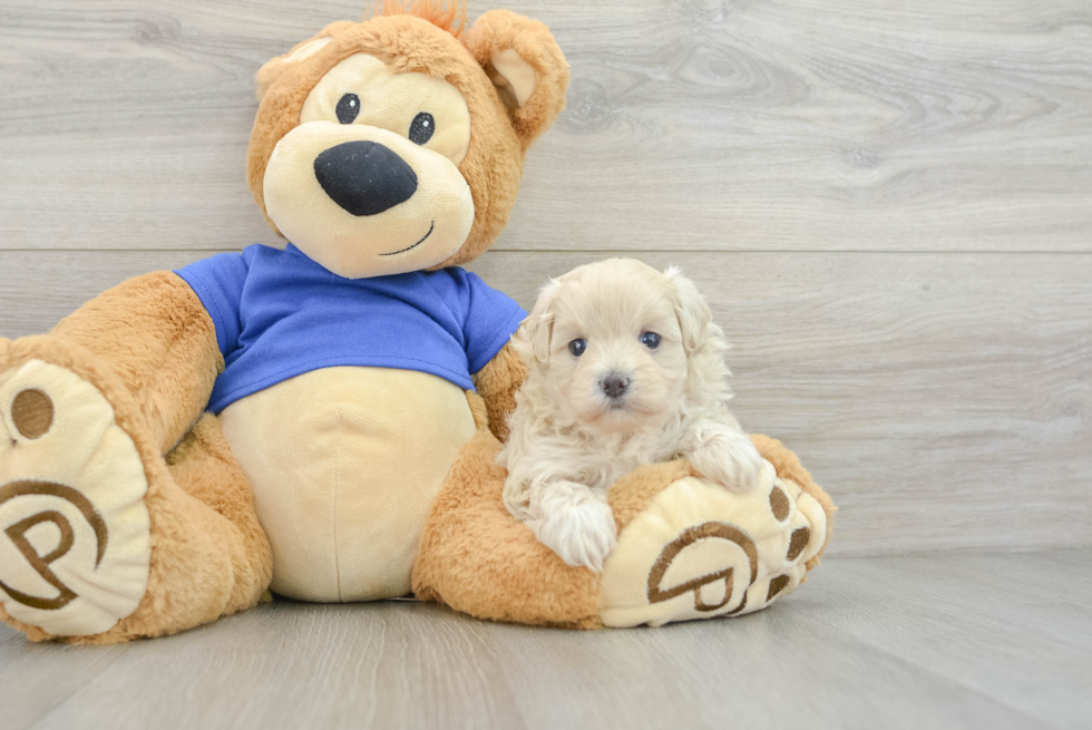 Little Maltese Poodle Poodle Mix Puppy