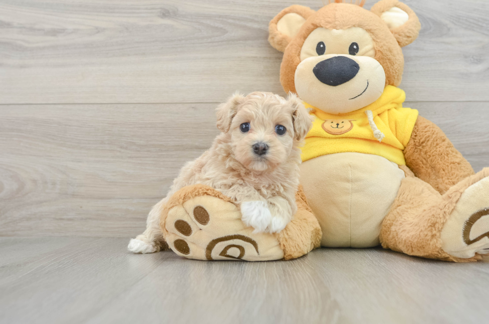 7 week old Maltipoo Puppy For Sale - Lone Star Pups