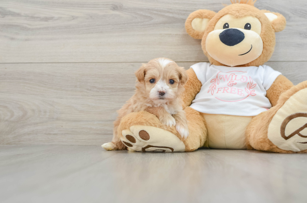 5 week old Maltipoo Puppy For Sale - Lone Star Pups