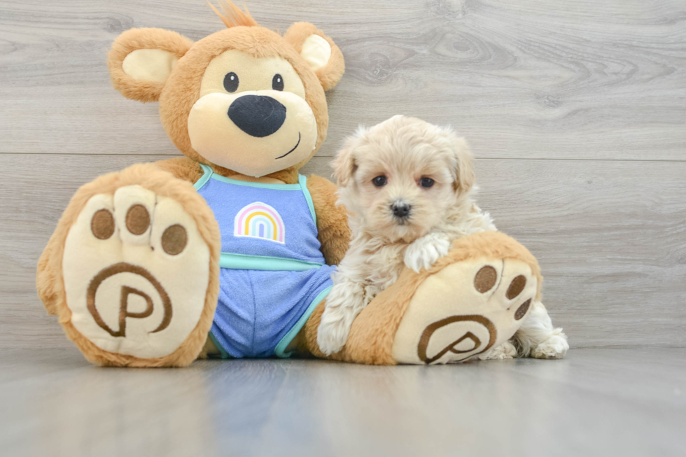 Maltipoo Puppy for Adoption