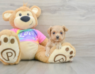 9 week old Maltipoo Puppy For Sale - Lone Star Pups