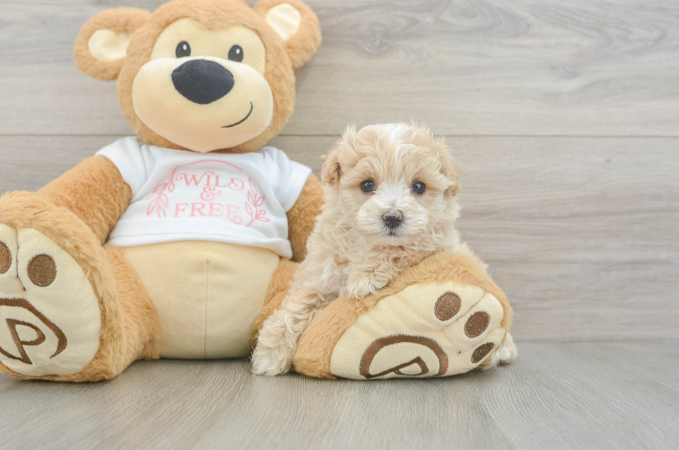 6 week old Maltipoo Puppy For Sale - Lone Star Pups