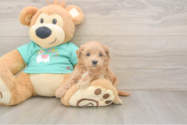 Popular Maltipoo Poodle Mix Pup