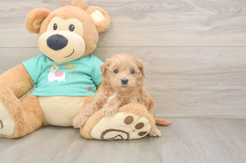 6 week old Maltipoo Puppy For Sale - Lone Star Pups