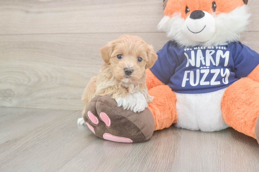 5 week old Maltipoo Puppy For Sale - Lone Star Pups