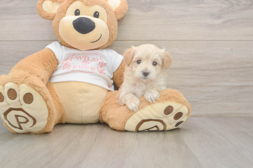 5 week old Maltipoo Puppy For Sale - Lone Star Pups