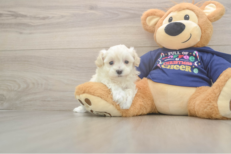 Petite Maltipoo Poodle Mix Pup