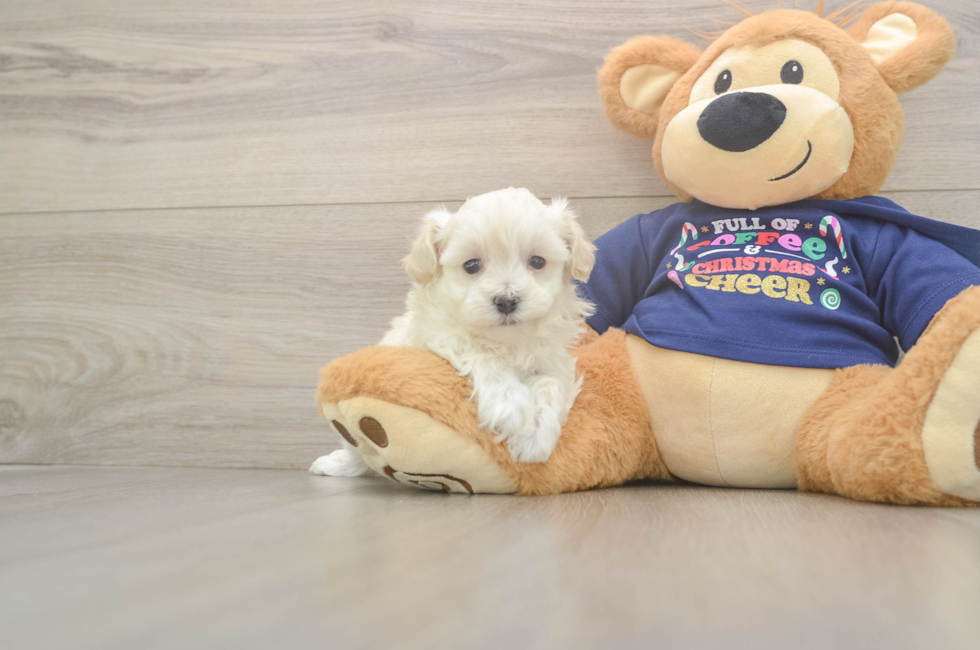 5 week old Maltipoo Puppy For Sale - Lone Star Pups