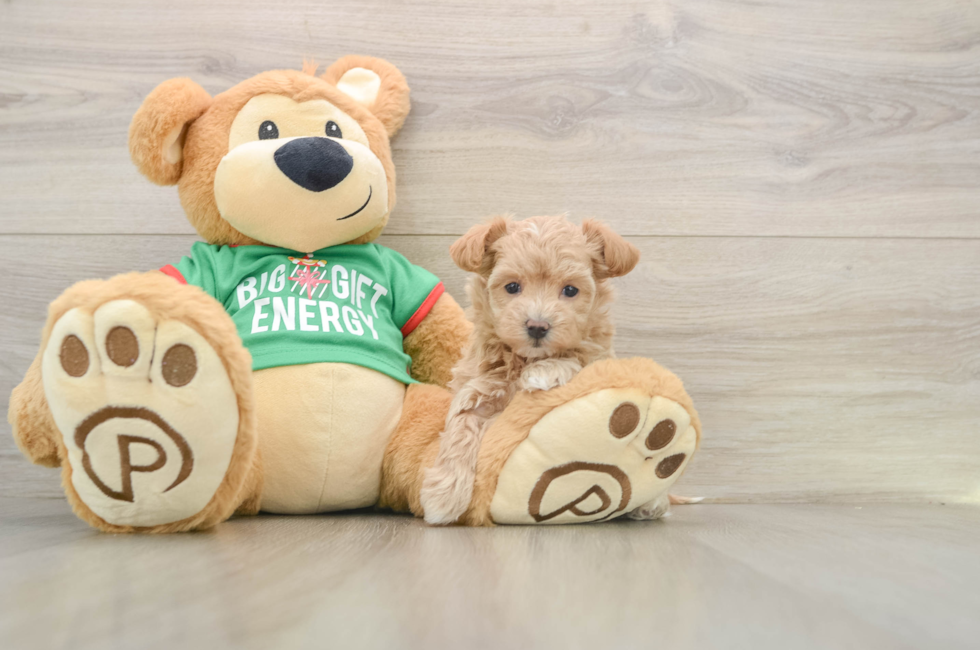 6 week old Maltipoo Puppy For Sale - Lone Star Pups