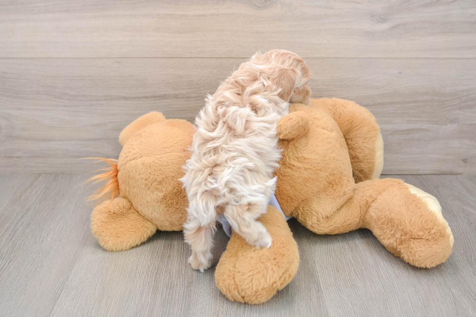Fluffy Maltipoo Poodle Mix Pup