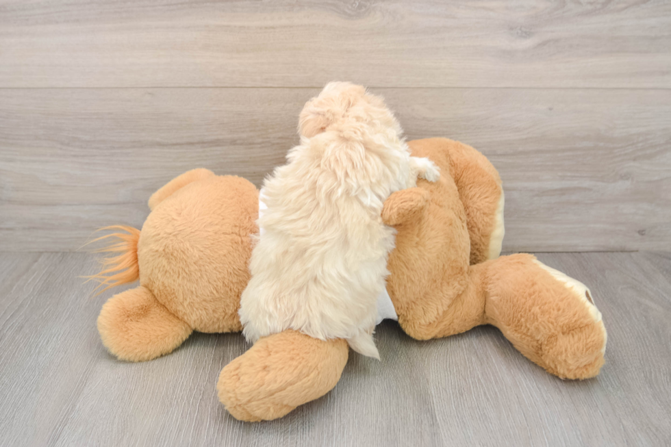 Maltipoo Puppy for Adoption