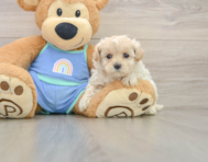 8 week old Maltipoo Puppy For Sale - Lone Star Pups