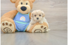 Cute Maltipoo Baby