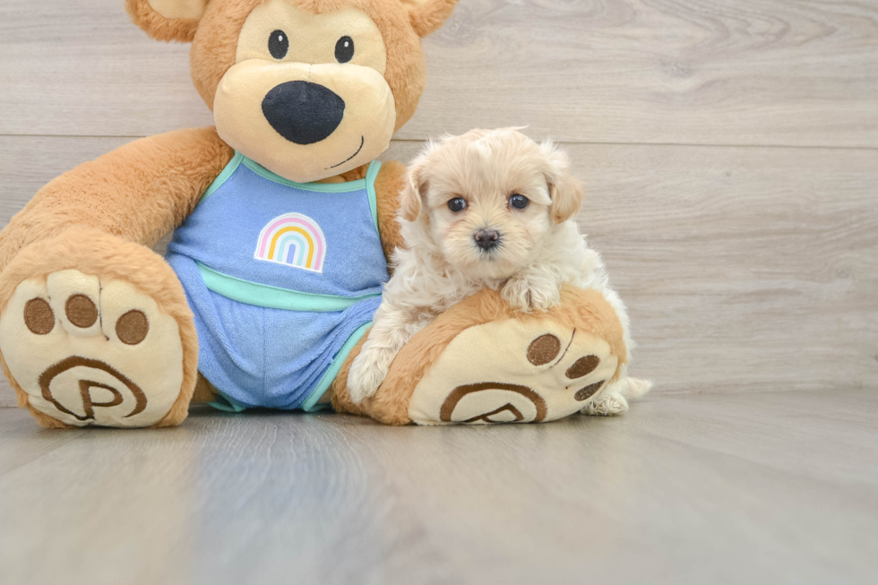 Cute Maltipoo Baby