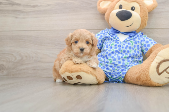 ITSY, a Maltipoo littermate