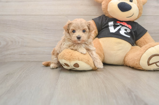 Adorable Maltidoodle Poodle Mix Puppy