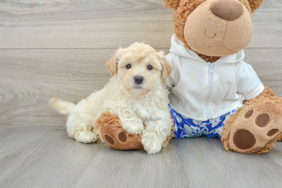 Playful Maltepoo Poodle Mix Puppy