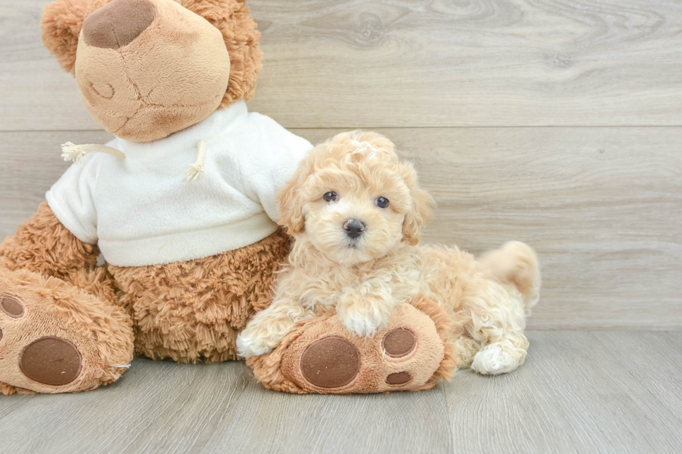 Best Maltipoo Baby