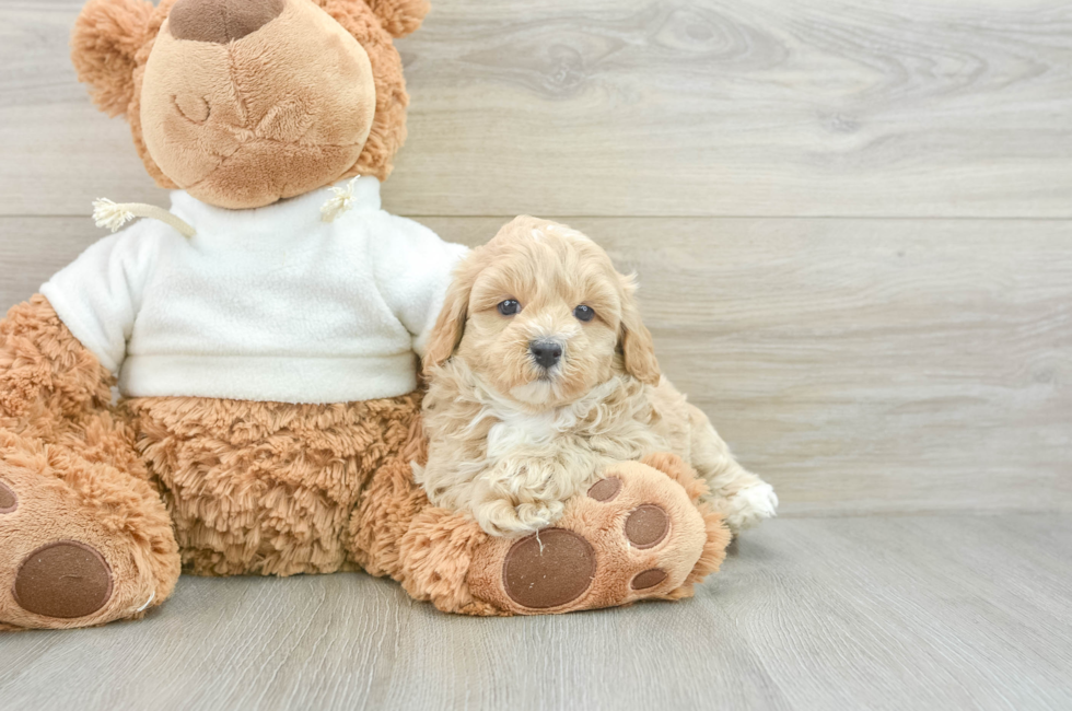 8 week old Maltipoo Puppy For Sale - Lone Star Pups