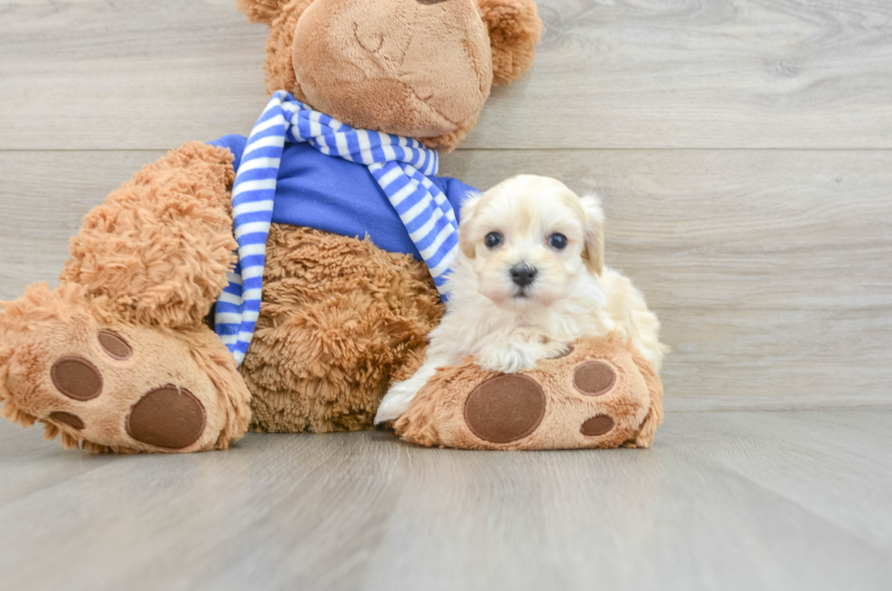 6 week old Maltipoo Puppy For Sale - Lone Star Pups