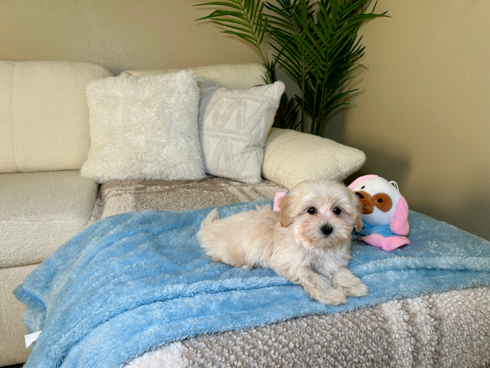 Cute Maltipoo Baby