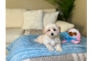 Maltipoo Puppy for Adoption