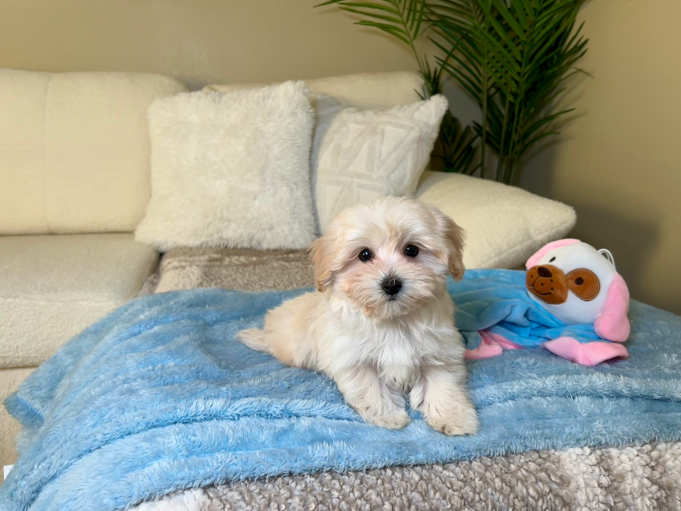 Maltipoo Puppy for Adoption