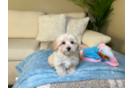 Cute Maltipoo Baby