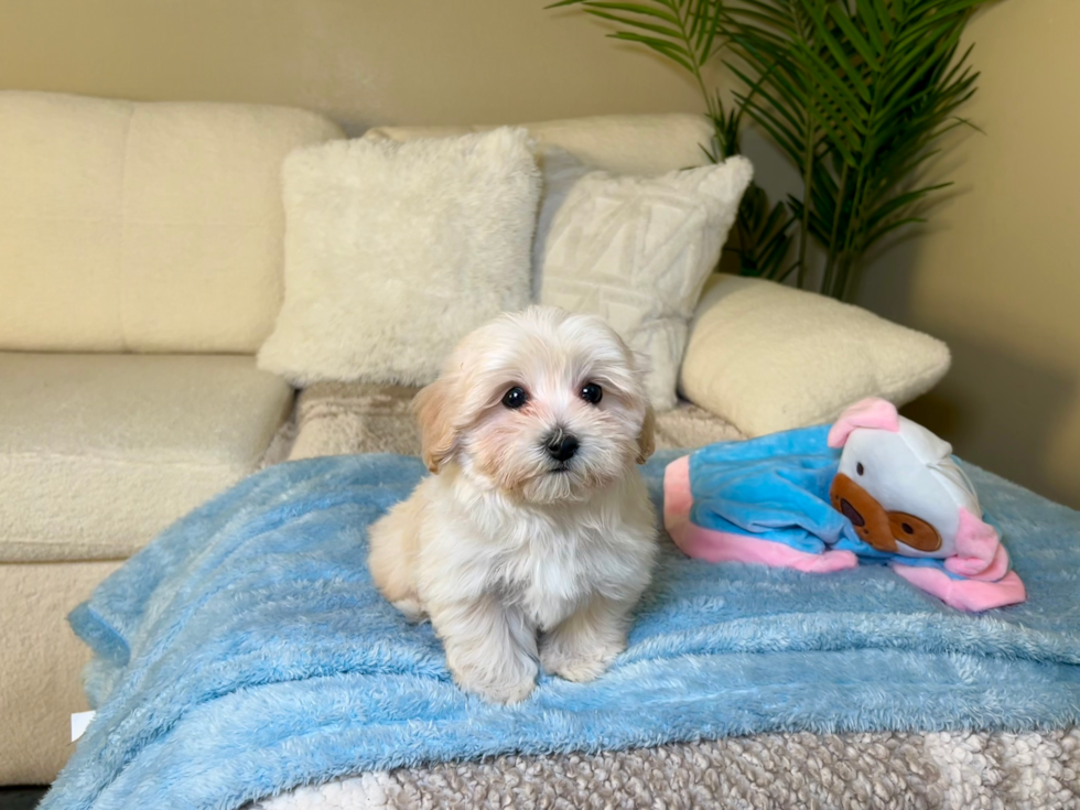 Cute Maltipoo Baby