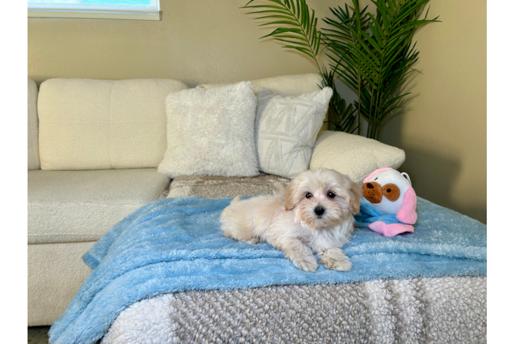 Maltipoo Puppy for Adoption
