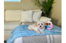 Maltipoo Puppy for Adoption