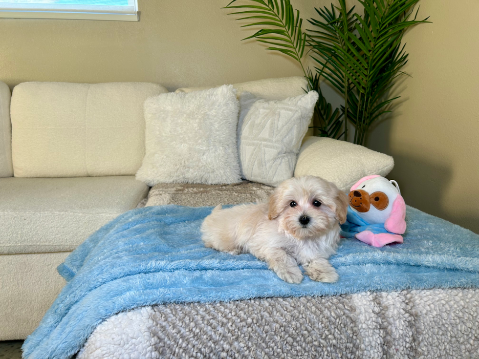 Maltipoo Puppy for Adoption