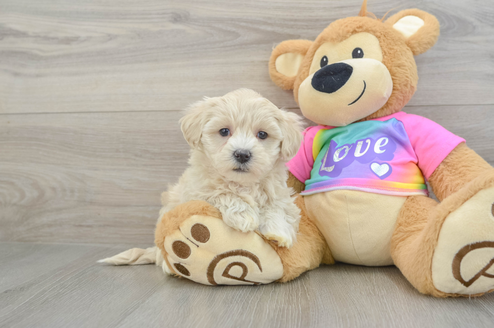 7 week old Maltipoo Puppy For Sale - Lone Star Pups
