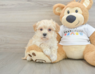 8 week old Maltipoo Puppy For Sale - Lone Star Pups