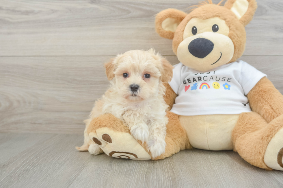 5 week old Maltipoo Puppy For Sale - Lone Star Pups