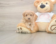 6 week old Maltipoo Puppy For Sale - Lone Star Pups