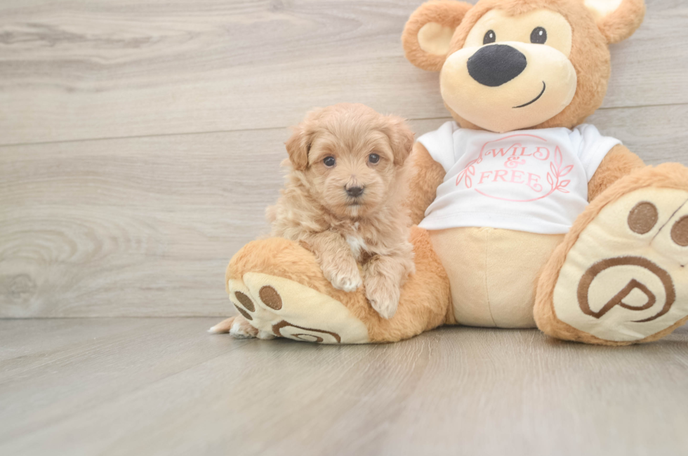 5 week old Maltipoo Puppy For Sale - Lone Star Pups