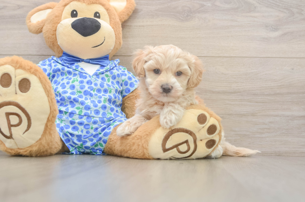 5 week old Maltipoo Puppy For Sale - Lone Star Pups