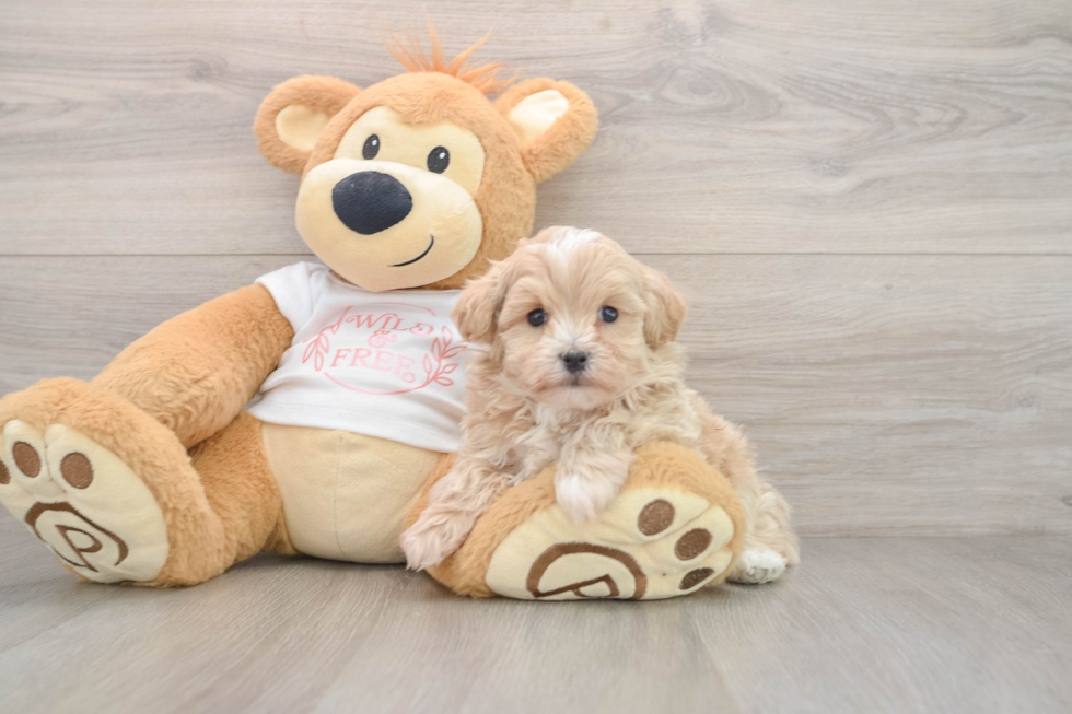 Best Maltipoo Baby