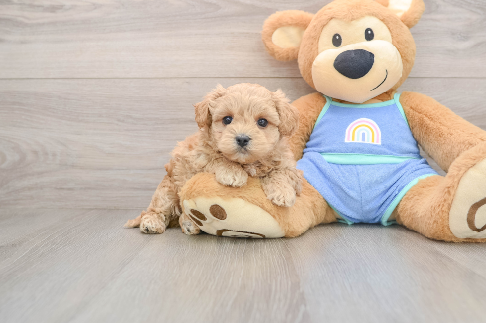 Maltipoo Pup Being Cute